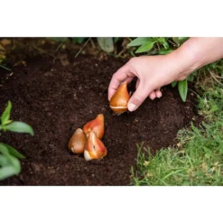 Westland Bulb Planting Compost - 20L -Garden And Outdoor Goods Store 12819355 9244869971373729