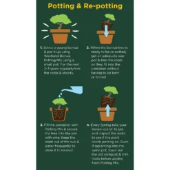 Westland Bonsai Potting Mix Peat Free 4L -Garden And Outdoor Goods Store 14013787 2185003754340767